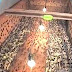 Eggtray bekas panen jangkrik